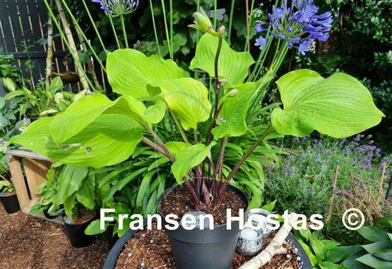 Hosta Red Bull